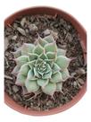 Planta Suculenta Echeveria Sweet Flame
