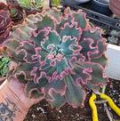Planta Suculenta Echeveria Virgínia Lee