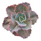 Planta Suculenta Gibiflora BG38