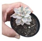 Planta Suculenta Graptopelatum Victor Kane Variegata