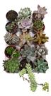 Planta Suculenta Kit Com 15 Unidades Sortidas Pote 6