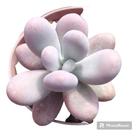 Planta Suculenta Pedra Da Lua