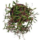 Planta Suculenta Pendente Colar De Ruby