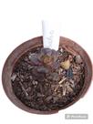 Planta Suculenta Sedum Adria Bubaloo (peq)