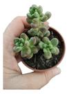 Planta Suculenta Sedum Crocodile Muda Pote 6