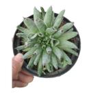 Planta Suculenta Sempervivum Oddity