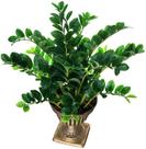 Planta Zamioculcas Artificial Para Decoração de Casa Toque Real Permanente