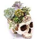 Plantador de suculentas com design de caveira gótica de resina de vaso de flores 600g Plantador de suculentas com design de caveira gótica de resina de vaso de flores 600g