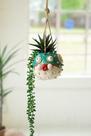 Plantador KALALOU CDV2246 Ceramic Hanging Blowfish Multi