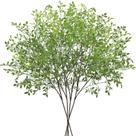 Plantas artificiais CEWOR Green Nandina Long Steams 110 cm 4 unidades