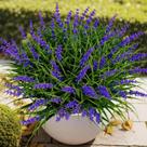 Plantas artificiais de lavanda Gipsot resistentes a UV, 15 maços Plantas artificiais de lavanda Gipsot resistentes a UV, 15 maços