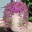 Plantas artificiais suspensas Hrobek Faux Mums Flowers, 2 unidades