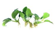 Plantas de aquário vivas Marcus Fish Tanks Anubias Barteri x3 Plantas de aquário vivas Marcus Fish Tanks Anubias Barteri x3