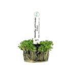 Plantas Hemianthus Callitrichoides Chácara Takeyoshi