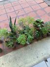 Plantas