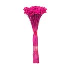 Plantas Seca Botão Margarida Desidratado Pink