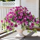 Plantas suspensas de flores artificiais ZFProcess Fuchsia 2 unidades Plantas suspensas de flores artificiais ZFProcess Fuchsia 2 unidades