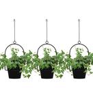 Planters Gardzen, pacote com 3, pendurado em 15 cm, interno e externo, preto