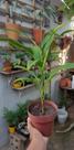 Plantinha Dracena verde
