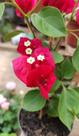 Plantinhas de Primaveiras Bougainville