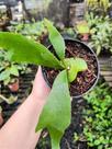 Platycerium regina (Muda Pequena) - Chifre-de-Veado