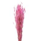 Pluminha Rosa Flor Desidratada Buque Flores Secas