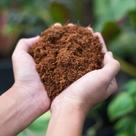 Pó de coco para plantio e germinação hortas, plantas, orquideas, jardim 100 litros Gold Plant