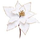 Poinsetia bco/our (flores cabo curto) c/1 un