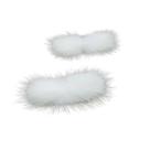 Pompom bigode 30mm x 70mm bem branco unidade Pompom bigode 30mm x 70mm bem branco unidade