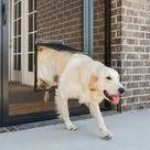Porta de tela PetSafe NEVER RUST, tamanho grande para animais de estimação de até 45 kg