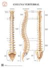 Pôster Anatomia da Coluna Vertebral