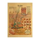 Pôster Anatomia da Pele Humana Papel Kraft Vintage 42x30cm
