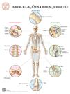 Pôster Anatomia das Articulações do Esqueleto