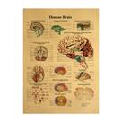 Pôster Anatomia do Cérebro Humano Vintage Kraft 42x30cm