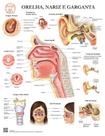 Pôster Anatomia do Ouvido, Nariz e Garganta