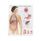 Pôster Anatomia do Sistema Digestório