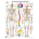 Pôster Anatomia do Sistema Esquelético