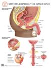 Pôster Anatomia do Sistema Reprodutor Masculino