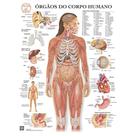 Pôster Anatomia dos Órgãos do Corpo Humano