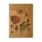 Pôster com pintura botânica vintage, espécime de papoula, 51,5x36cm