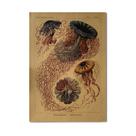 Pôster com pintura vintage de espécimes oceânicos 51,5x36cm