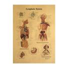 Pôster Human Lymphatic System Vintage 42x30cm Papel 160g Pôster Human Lymphatic System Vintage 42x30cm Papel 160g