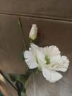 PP Planta Rosa Branca Artificial - Und