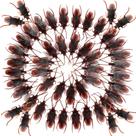 Prank Fake Cockroaches Aerbee 100PCS High Simulation Prank Fake Cockroaches Aerbee 100PCS High Simulation