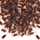 Prank Fake Roaches GXXMEI 500 unidades de borracha para insetos assustadores Prank Fake Roaches GXXMEI 500 unidades de borracha para insetos assustadores