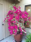 Primavera Variegata Pink - Bougainvillea Pink - Trepadeira Ornamental