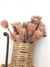 Protea Desidratada Decoração Sala Home Office c/ 8 Haste