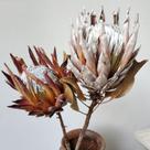 Protea Natural Desidratada Arranjo Luxo c/ 8 Hastes