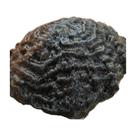 Prótese Capilar Cacheado Ondulado Afro Crespo Micropele20x25 Curvatura:10mm/3A