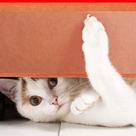 Protetor De Sofá Para Gatos Antiarranhões